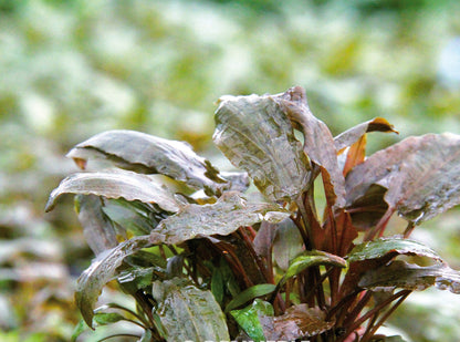 Cryptocoryne becketti | en pot 5cm