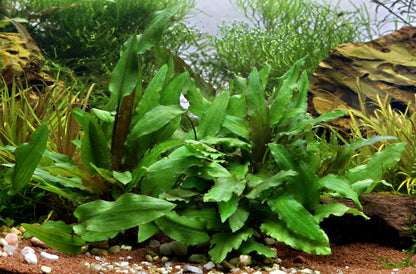 Cryptocoryne wendtii Green | en pot 5cm