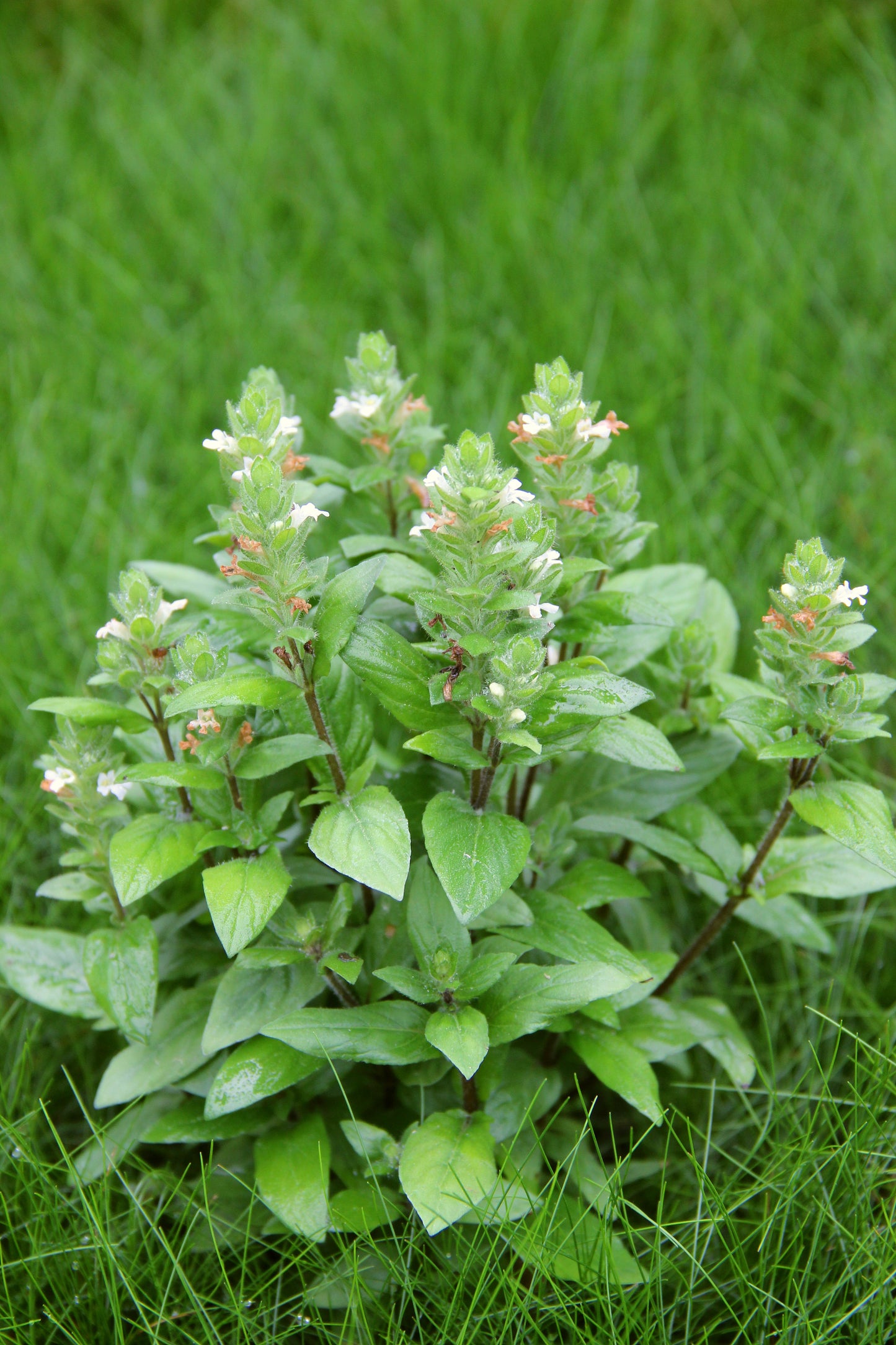 Staurogyne repens | en pot 5cm