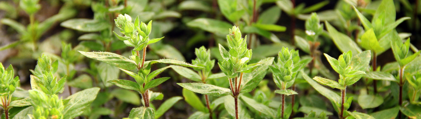 Staurogyne repens | en pot 5cm