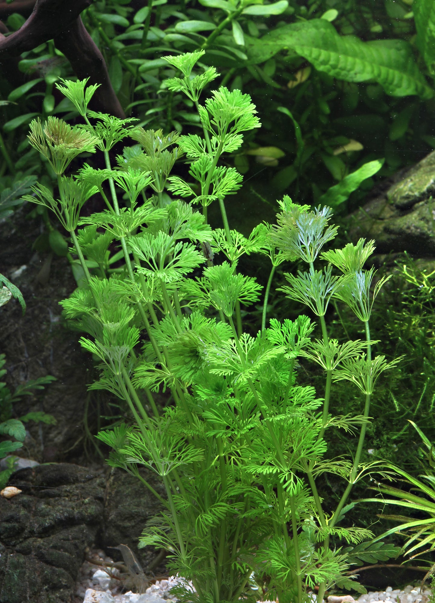 Limnophila sessiliflora | en pot 5cm