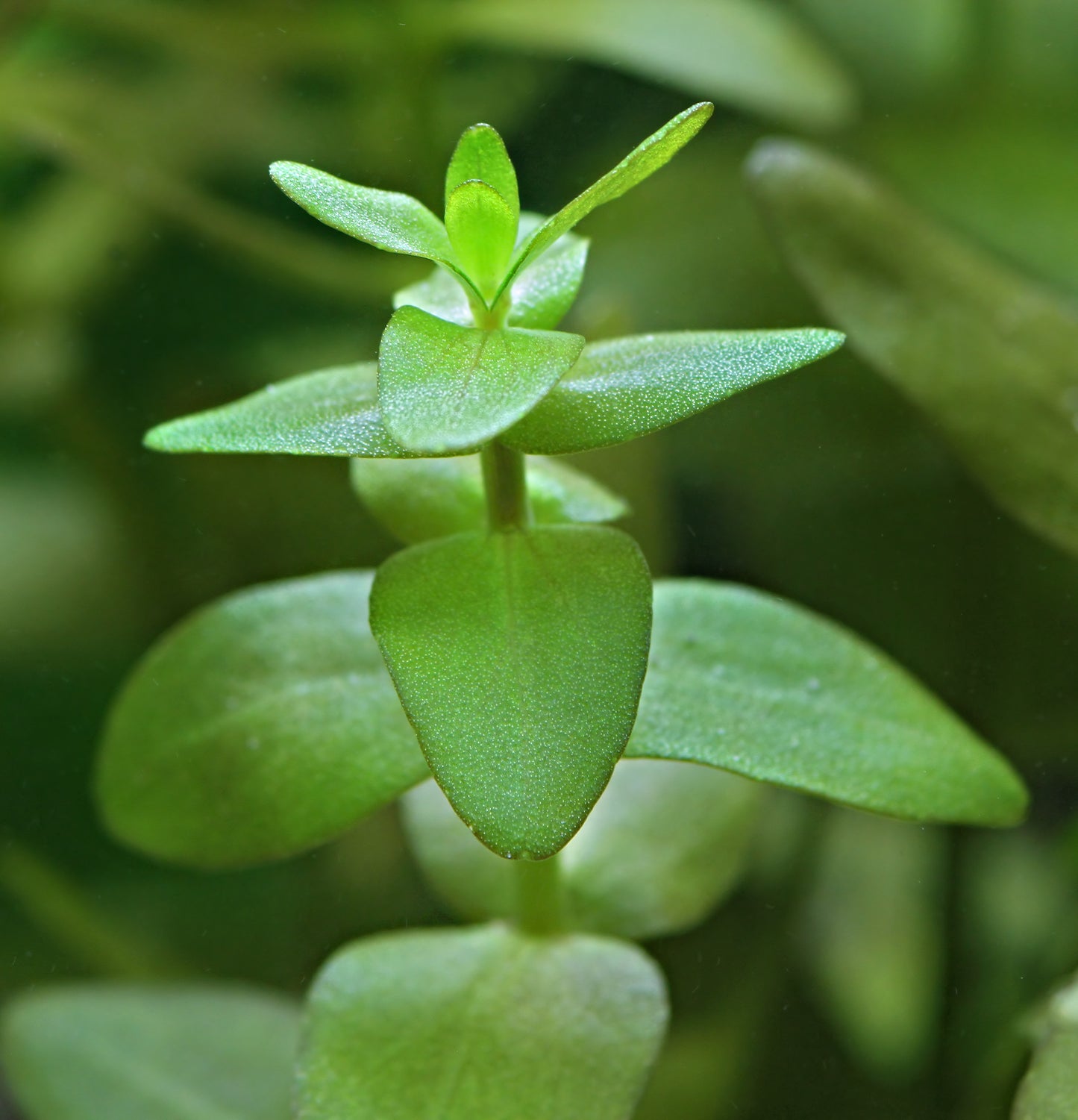 Bacopa caroliniana | en pot 5cm