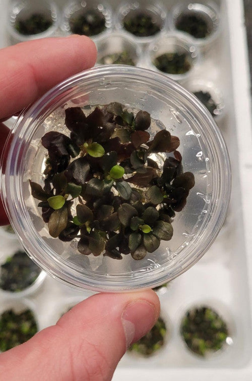 Bucephalandra theia red | InVitro CUP