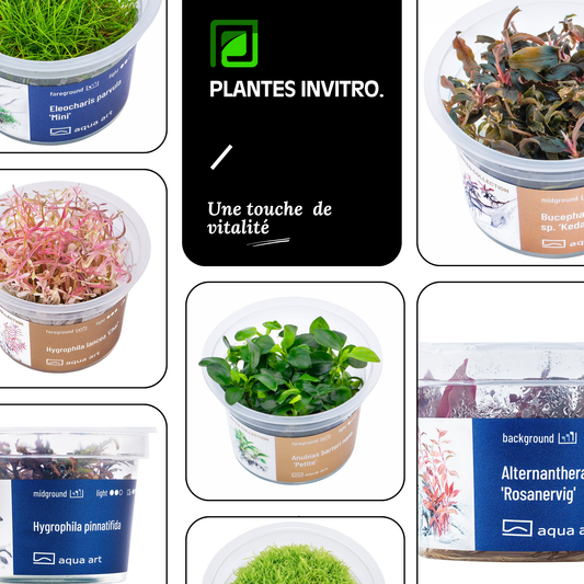 Plantes InVitro | En lot