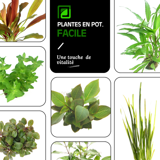 Plantes en pot | En lot FACILE