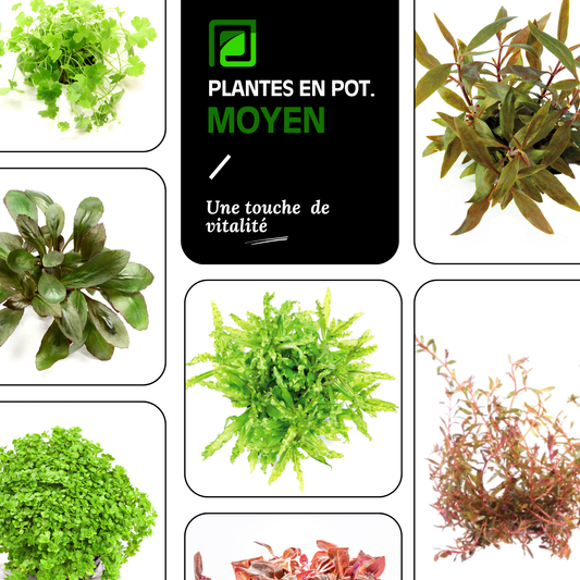 Plantes en pot | En lot MOYEN