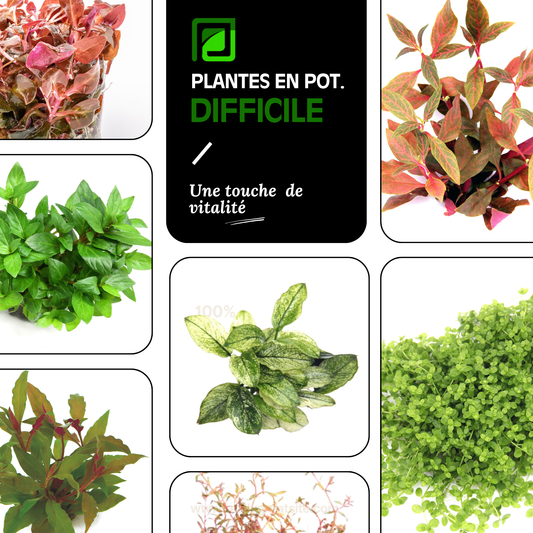 Plantes en pot | En lot DIFFICILE