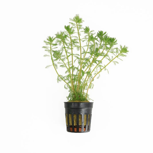 Myriophyllum brasiliensis