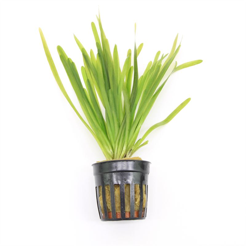 Vallisneria spiralis