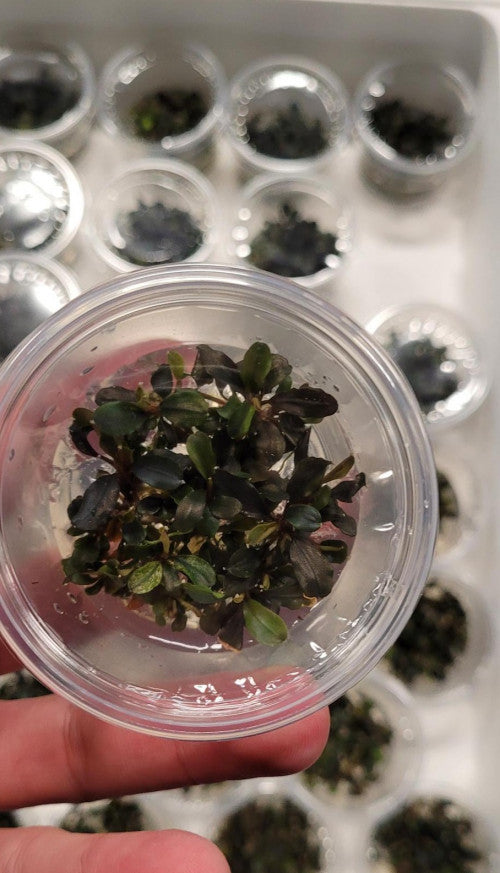 Bucephalandra red | InVitro CUP