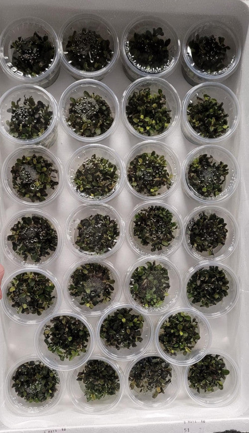 Bucephalandra maya | InVitro CUP